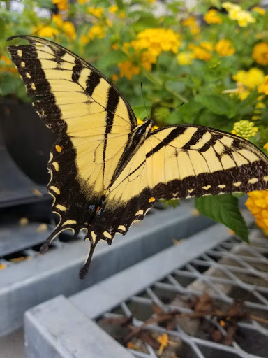 Home Improvement Store «The Home Depot», reviews and photos, 3217 Hershberger Rd NW, Roanoke, VA 24017, USA