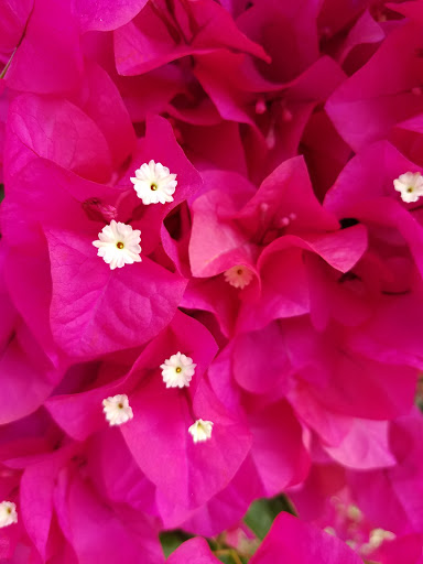 Museum «Albin Polasek Museum & Sculpture Gardens», reviews and photos, 633 Osceola Ave, Winter Park, FL 32789, USA