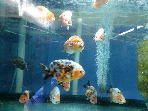 Tropical Fish Store «Aquatic Treasures», reviews and photos, 35 Galen St, Watertown, MA 02472, USA