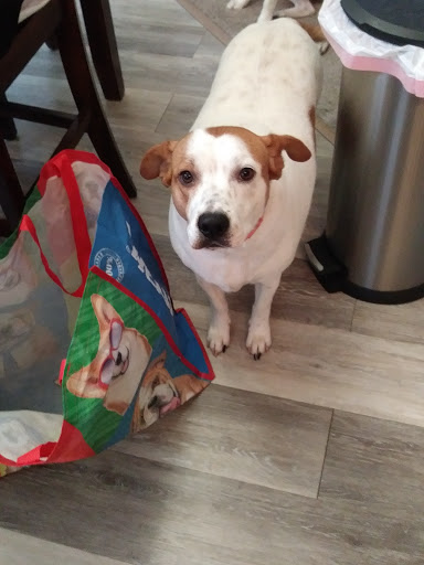 Pet Supply Store «PetSmart», reviews and photos, 400 Universal Dr N, North Haven, CT 06473, USA