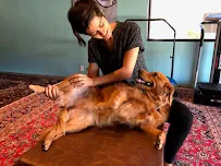Tails and Trails Animal Chiropractic - Dr. Natasha Fallahi, DC, CAC - Car repair in Sacramento, CA, Sacramento - Rated 4.4/5
