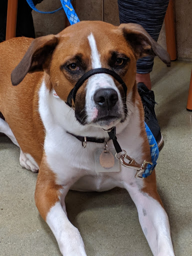 Pet Supply Store «PetSmart», reviews and photos, 160 Washington St #701, Rochester, NH 03839, USA