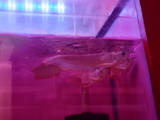 Pet Store «D D Fish & Pets», reviews and photos, 2413 S Fairview St, Santa Ana, CA 92704, USA