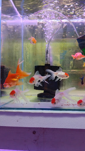 Pet Store «D D Fish & Pets», reviews and photos, 2413 S Fairview St, Santa Ana, CA 92704, USA