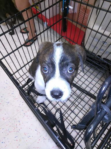 Pet Supply Store «Petco Animal Supplies», reviews and photos, 9480 W Northern Ave, Glendale, AZ 85305, USA