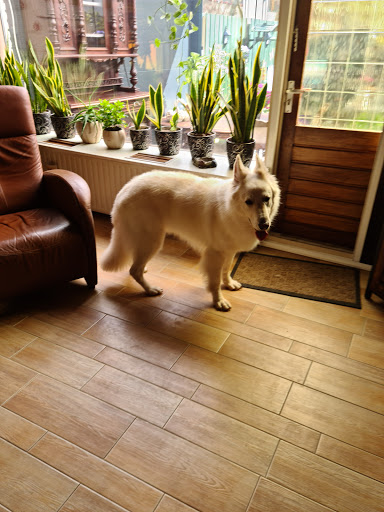 Dog groomers in Rotterdam