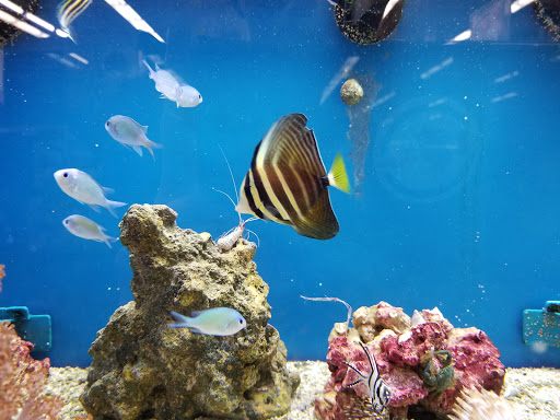 Pet Supply Store «Petco Animal Supplies», reviews and photos, 22000 Dulles Retail Plaza #110, Sterling, VA 20166, USA