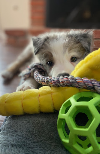 Pet Supply Store «Petropolis Camarillo», reviews and photos, 5800 Santa Rosa Rd Suite 144, Camarillo, CA 93010, USA