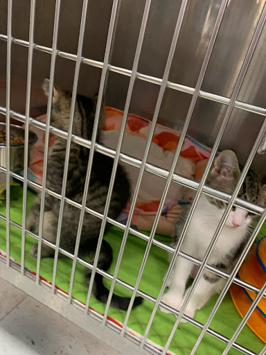 Pet Supply Store «PetSmart», reviews and photos, 45050 Northpointe Blvd, Utica, MI 48315, USA