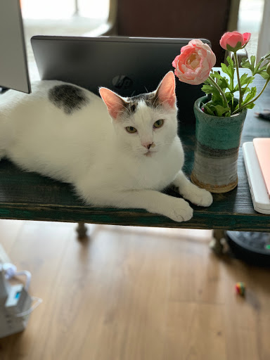 Pet Supply Store «PetSmart», reviews and photos, 220 Commerce Blvd, Fairless Hills, PA 19030, USA