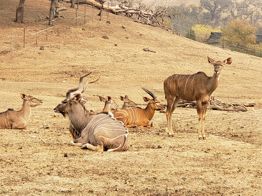 Tourist Attraction «Safari West», reviews and photos, 3115 Porter Creek Rd, Santa Rosa, CA 95404, USA