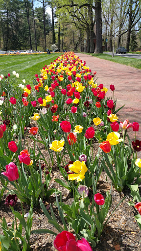 Coffee Shop «Starbucks», reviews and photos, 40 All Souls Crescent, Asheville, NC 28803, USA