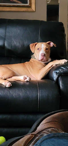 Pet Supply Store «PetSmart», reviews and photos, 5812 Youngstown Warren Rd, Niles, OH 44446, USA