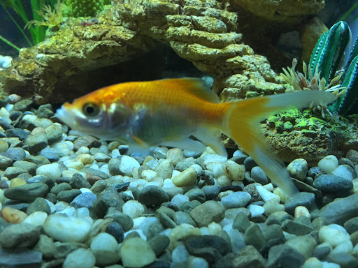 Pet Supply Store «Petco Animal Supplies», reviews and photos, 4491 Kirkwood Hwy, Wilmington, DE 19808, USA