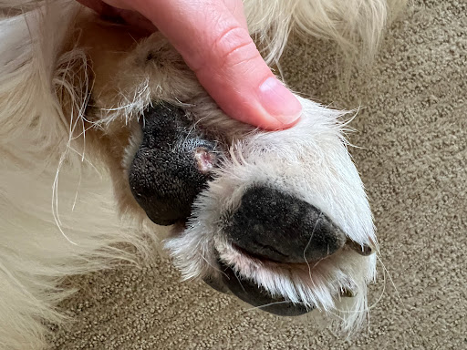 Pet Groomer «All For Paws», reviews and photos, 246 W Manson Hwy #6, Chelan, WA 98816, USA