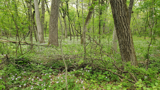 Nature Preserve «Penny Road Pond», reviews and photos, Penny Rd, Barrington, IL 60010, USA