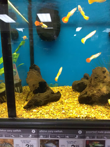 Pet Supply Store «Petco Animal Supplies», reviews and photos, 1919 El Camino Real, Mountain View, CA 94040, USA