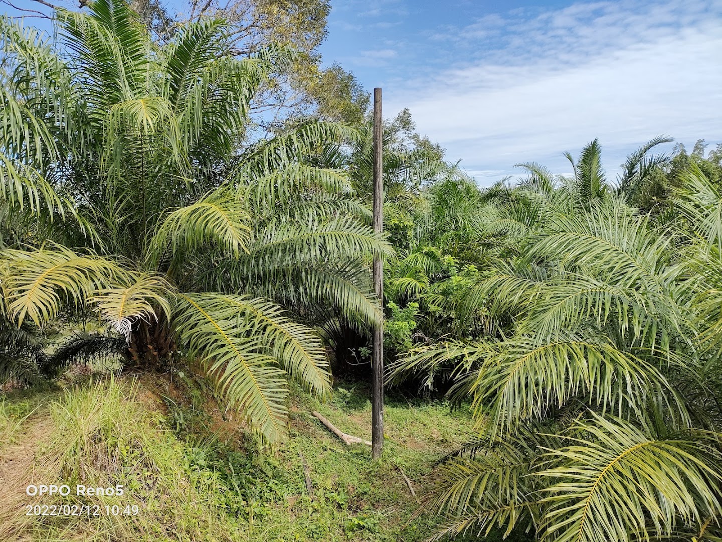 Perkebunan Sawit Photo