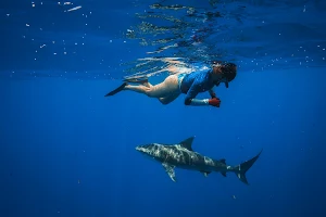 Shark Addicts image