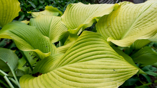 Botanical Garden «Rhododendron Species Botanical Garden», reviews and photos, 2525 S 336th St, Federal Way, WA 98003, USA