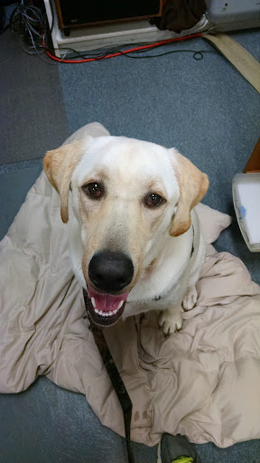 Thrift Store «Thrift Angel», reviews and photos, 1507 W Patrick St, Frederick, MD 21702, USA