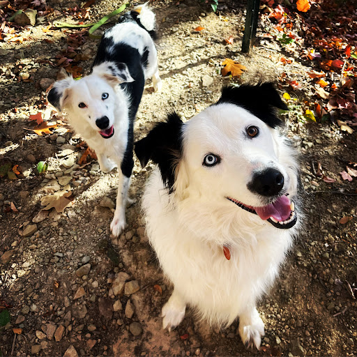 By-Pass Animal Clinic image