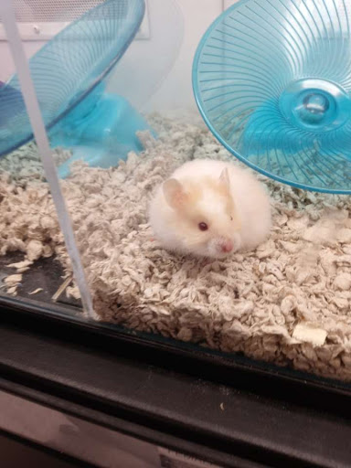 Pet Supply Store «Petco Animal Supplies», reviews and photos, 1878 Arden Way, Sacramento, CA 95815, USA