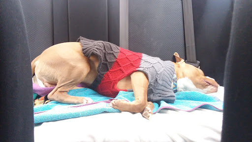 Pet Supply Store «Petco Animal Supplies», reviews and photos, 2255 East Ridge Road, Irondequoit, NY 14622, USA