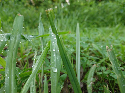 Hiking Area «Gold Branch Trail», reviews and photos, 6156 Lower Roswell Rd, Marietta, GA 30068, USA