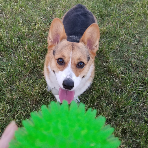 Park «Grover Basin Dog Park», reviews and photos, 17445 N 20th St, Phoenix, AZ 85022, USA