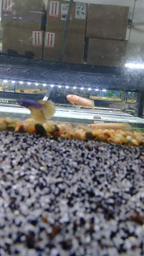 Fish Store «Aquatek Tropical Fish», reviews and photos, 8023 Burnet Rd # 1, Austin, TX 78757, USA