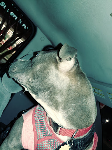 Office Supply Store «Staples», reviews and photos, 155 Cherokee Pl, Cartersville, GA 30121, USA