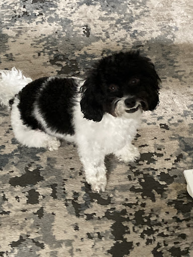 Pet Supply Store «PetSmart», reviews and photos, 7663 Arundel Mills Blvd, Hanover, MD 21076, USA