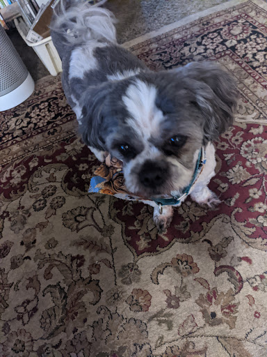 Pet Store «Everything Pets», reviews and photos, 1506 Altamont Ave, Schenectady, NY 12303, USA