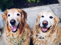 Busy Barkers - Photo 4 - Car repair in , Pittsburgh