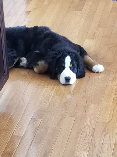 Pet Supply Store «Purely Pets», reviews and photos, 13723 23 Mile Rd, Shelby Charter Township, MI 48315, USA