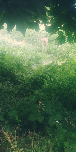 Home Improvement Store «The Home Depot», reviews and photos, 1325 Fones Rd SE, Olympia, WA 98501, USA