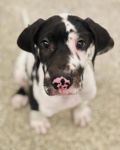 Pet Store «Animal Kingdom», reviews and photos, 4500 N Oracle Rd #254, Tucson, AZ 85705, USA