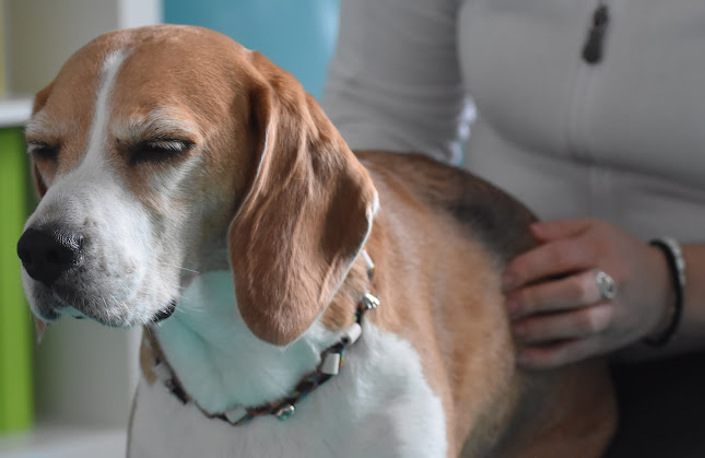 db-dogbalance tierphysiotherapie & osteopathie für hunde und kleintiere - Schwyz