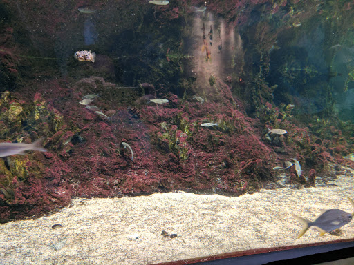 Aquarium «North Carolina Aquarium At Fort Fisher», reviews and photos, 900 Loggerhead Rd, Kure Beach, NC 28449, USA