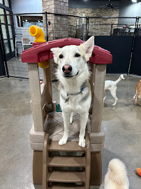 All Paws & Pals Play and Stay - Photo 1 - Car repair in Shawnee, KS, Overland Park