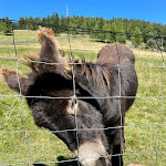 Photo n°5 de l'avis de D.. fait le 25/08/2021 à 16:12 sur le  Restaurant Appartements Gampl Familienalm à Lana