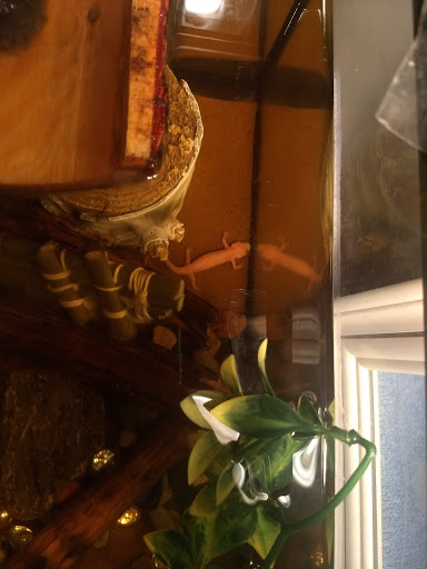 Pet Store «Everything Pets», reviews and photos, 1506 Altamont Ave, Schenectady, NY 12303, USA