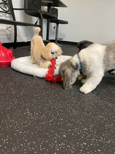 The Pink Poodle Spa & Boutique