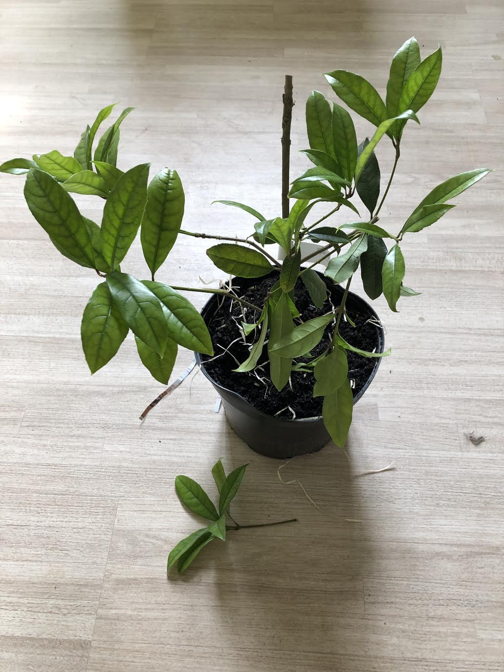 Photo n° 12 de l'avis de Stijn.o fait le 26/04/2019 à 14:37