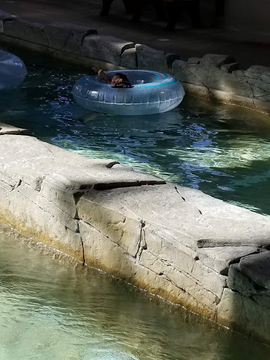 Water Park «Soaring Eagle Waterpark and Hotel», reviews and photos, 5665 E Pickard Rd, Mt Pleasant, MI 48858, USA