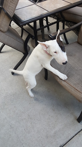 Furniture Store «Ashley HomeStore», reviews and photos, 3667 N Freeway Blvd, Sacramento, CA 95834, USA