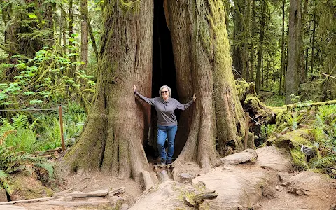 Cathedral Grove image