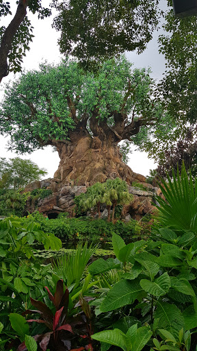 Tourist Attraction «Kali River Rapids», reviews and photos, Asia, Kissimmee, FL 34747, USA