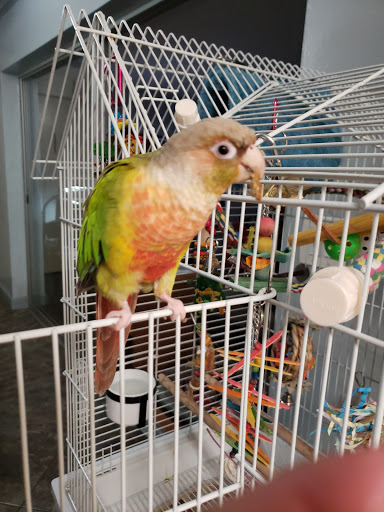 Pet Store «A Family Pet Center», reviews and photos, 6230 N Lockwood Ridge Rd, Sarasota, FL 34243, USA